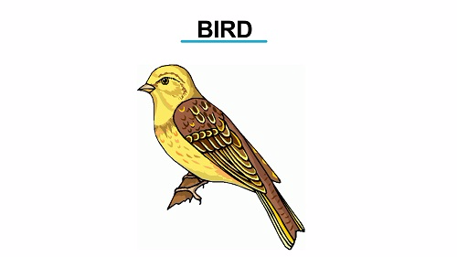 <strong>Example of Specimen found on Class Aves</strong>