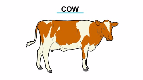 <strong>Example of Specimen found on Class Mammalia</strong>