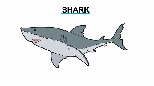 <strong>Example of Specimen found on Class Chondrichthyes</strong>