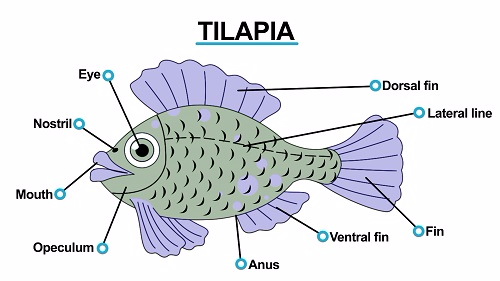 <strong>Example of Specimen found on Class Chondrichthyes</strong>