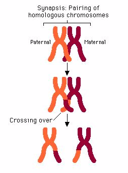 <em>The process of crossing over</em>