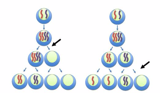 <em>Non disjunction process</em>