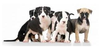 <em>Variation among puppies sired by the same father</em>