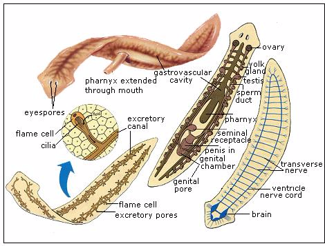 Planarian Anatomy
