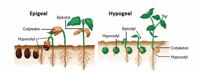 <em>Epigeal and hypogeal germination</em>