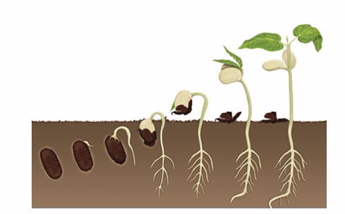<em>How a plant grows from a seed</em>