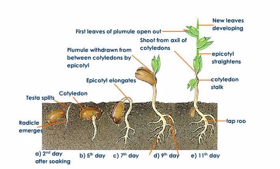 <em>Germination and growth of a bean seed</em>