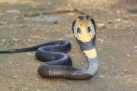 <strong>Example of Specimen found on Class Reptilia</strong>