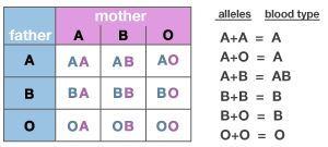 <em>Possible combinations of blood type alleles</em>