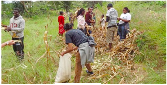 <em>Fig 6.7 Maize harvesting</em>