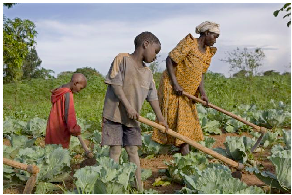 <em>Fig 6.12 Crop cultivation</em>