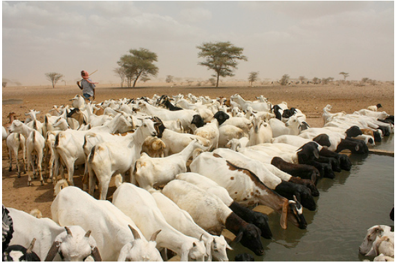 <em>Fig 6.14 Livestock keeping </em>