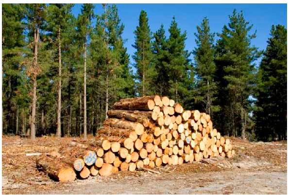 <em>Fig 6.16 A pile of logs</em>