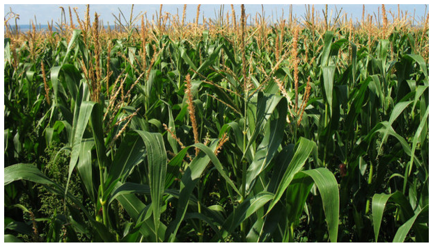 <em>Figure 1.1 A maize farm</em>