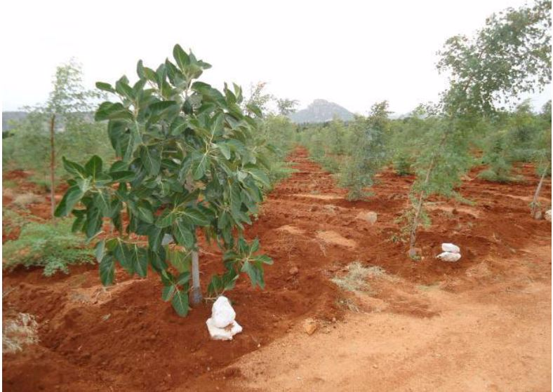 <em>Fig 4.8 Afforestation</em>