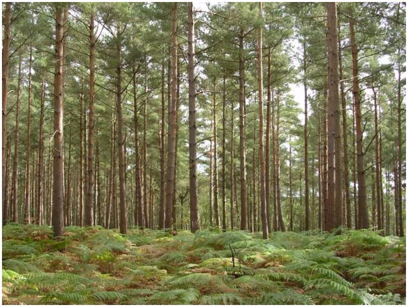 <em>Figure 4.3 A planted forest</em>