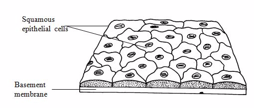 <em>Squamous epithelium</em>
