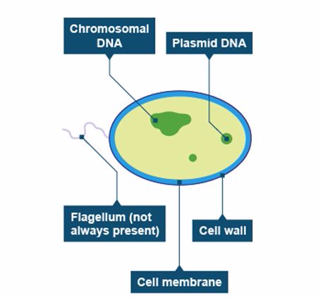 <em>General structure of bacterium</em>
