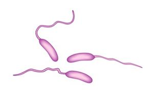 <em>Vibrio cholerae</em>