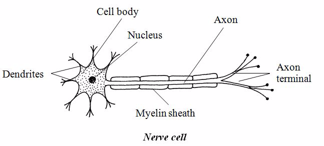 <strong><em>Nerve cell</em></strong>
