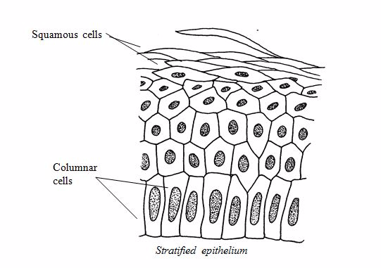 <em>Stratified epithelium</em>