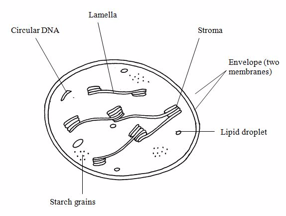 <em>Chloroplast</em>