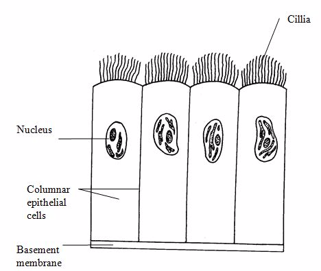 <em>Cliated columnar</em>