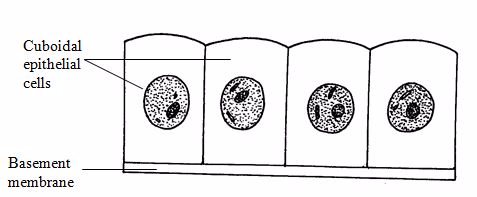 <em>Cuboidal epithelium</em>