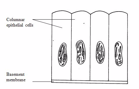 <em>Columnar epithelium</em>