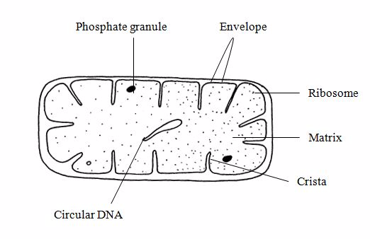 <em>Mitochondrion</em>