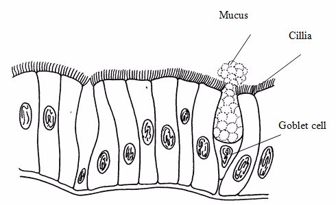 <em>Cilliated columnar epithelium with goblet cells</em>