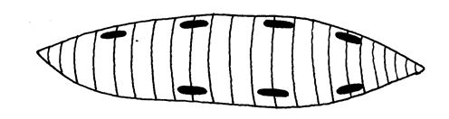 <em>Muscle cell</em>