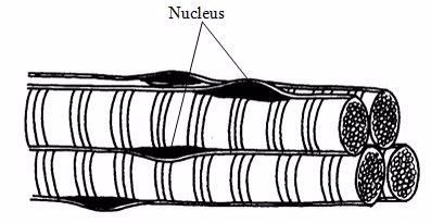 <em>Skeletal muscle fibres</em>