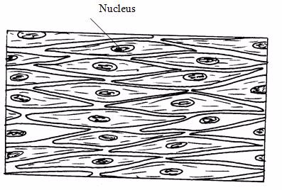 <em>Smooth muscle fibres</em>
