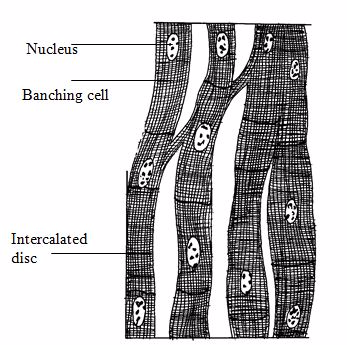 <em>Cardiac muscle fibres</em>