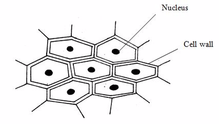 <em>An onion epidermal tissue</em>