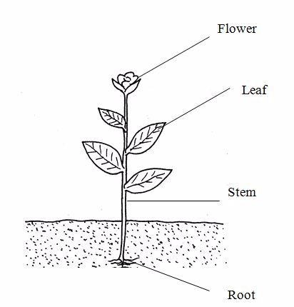 <em>Plant organs</em>