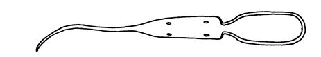 Sperm cell