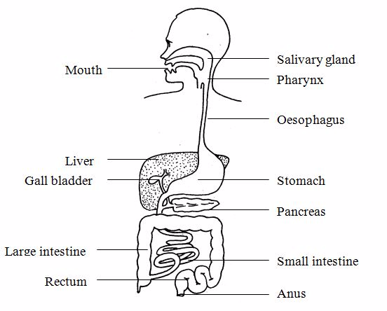 <em>The digestive system</em>