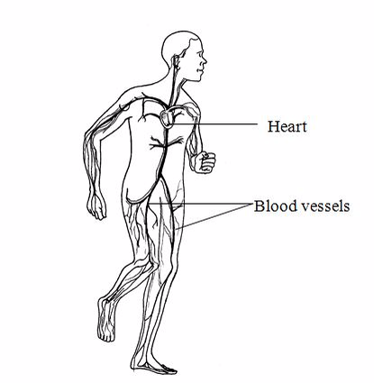 <em>The circulatory system</em>