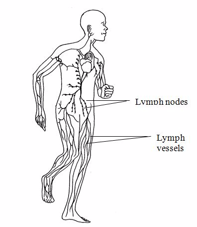 <em>Lymphatic system</em>