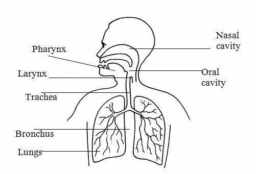 <em>The respiratory system</em>