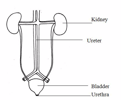 <em>The</em> <em>urinary system</em>