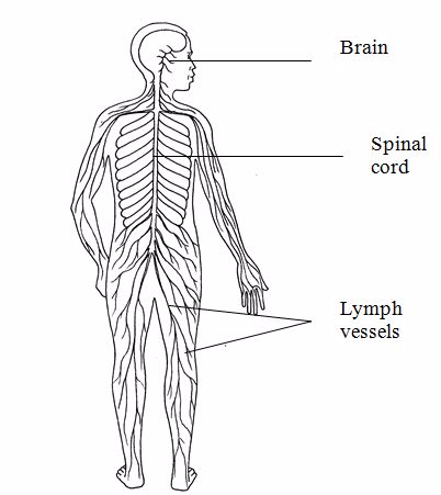 <em>Muscular system</em>