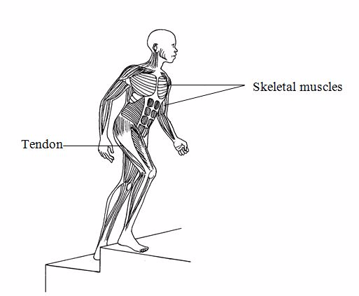 <em>The skeletal muscles</em>