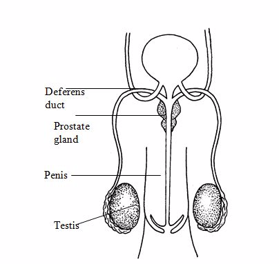 <em>Male reproductive system</em>