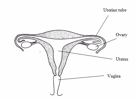 <em>Female reproductive system</em>