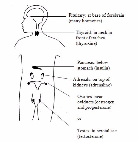 <em>Endocrine system</em>