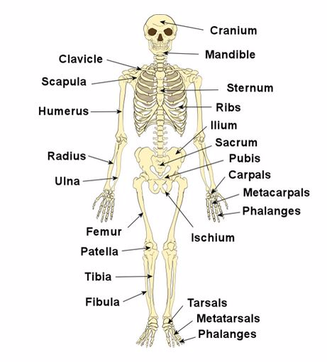 <strong><em>Skeletal system</em></strong>