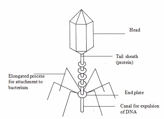 <em>Bacteriophage</em>